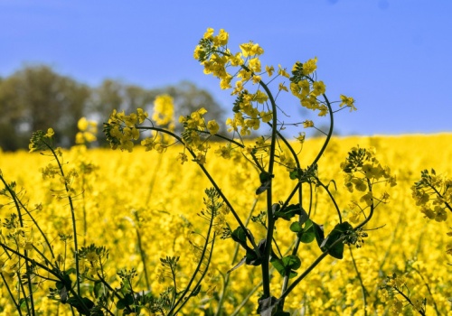 Kompleksowa ochrona rzepaku przed szkodnikami: Trzy etapy do sukcesu