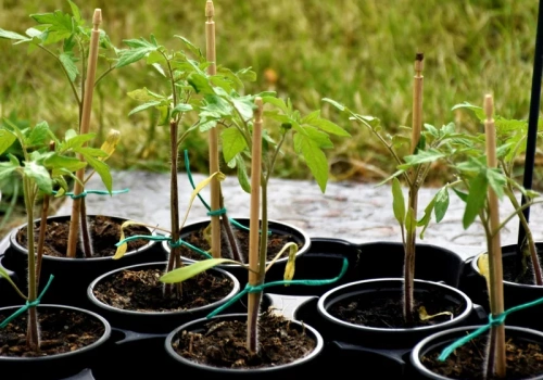 Wystawiasz pomidory na słońce? Możesz je stracić szybciej, niż myślisz