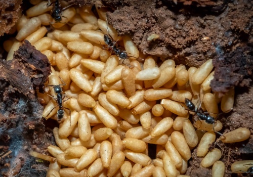 Groźne mrówki dotarły do Niemiec. Ból, reakcja alergiczna, a nawet wstrząs