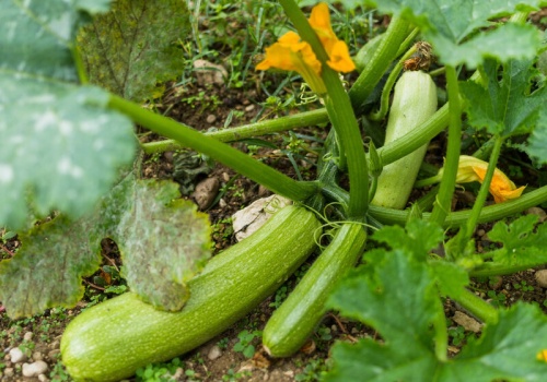 Zakop to na grządce z cukinią. W maju zobaczysz, jak „ruszy”
