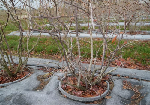 Borówka w donicach. Teraz liczy się olej, woda i korzeń