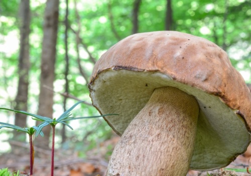 Tego borowika znajdziesz już w lesie. Szykuj duży koszyk