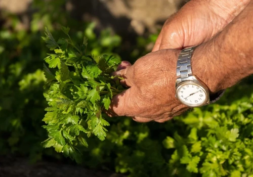 Wysiej teraz do gruntu. Pietruszka odwdzięczy się gęstą natką
