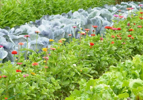 Te warzywa tworzą świetne duety. Sekret działkowców
