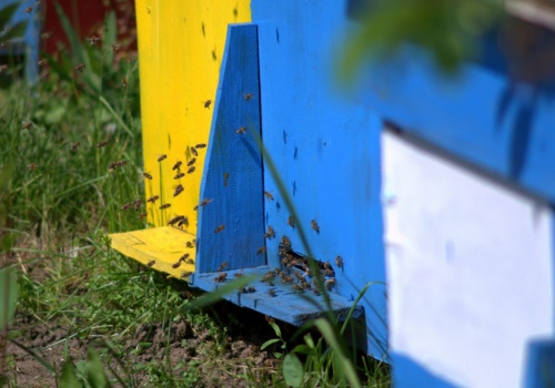 Nowe przepisy uderzą w pszczelarzy? Pasieki mogą zniknąć z wielu miejsc