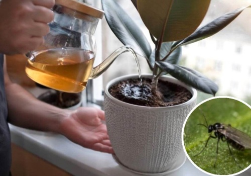 Nie wyrzucaj rośliny! Wlej ten płyn, a ziemiórki znikną