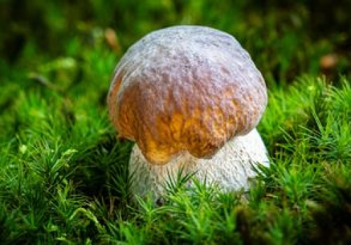 To jeden z najsmaczniejszych grzybów. Już teraz możesz go znaleźć w lesie