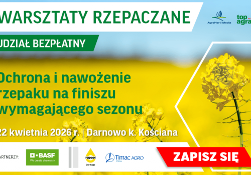 Rzepak ruszył słabo. Jak prowadzić łan w tak trudnych warunkach?