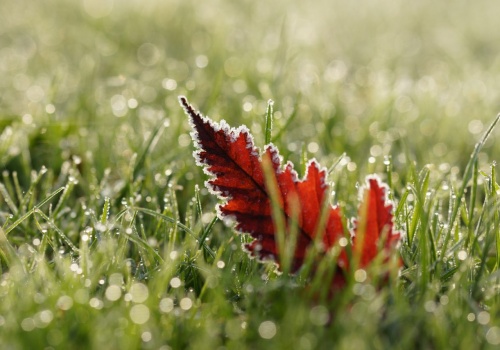 Mróz wrócił nocą. Przy gruncie temperatura spadła nawet do -8°C