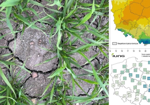 2. dawka azotu podziała tam, gdzie pojawiły się opady. Zboża wchodzą w fazę krytyczną