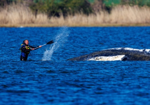 Wielka awantura w ekipie ratującej humbaka Timmy'ego. Weterynarz zrezygnowała
