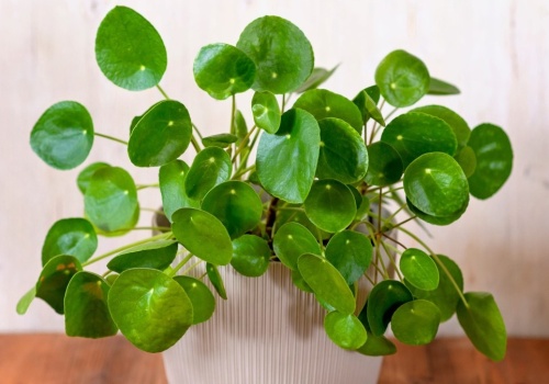 Racjonaliści się śmieją, ale wiele osób to robi. Przesądy o pieniądzach