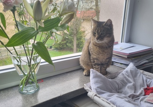 Ma własne „stanowisko” i wynagrodzenie. Poznaj Burusia z krakowskiego ZBK