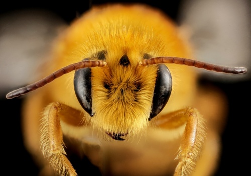 Miliony pszczół pod nagrobkami. To odkrycie pokazuje, jak słabo znamy miejską przyrodę