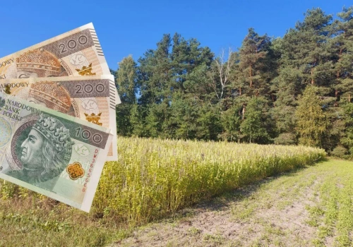 Te rośliny dają nawet 1000 zł/ha dopłaty. Wystarczy je wysiać