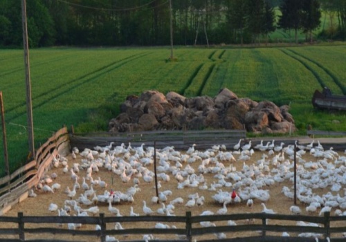 Rzekomy pomór drobiu 2026 narasta. Dramat polskich hodowców