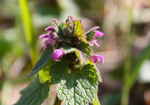 Chwast czy roślina lecznicza? Jasnotę purpurową spotkasz nawet w ogrodzie