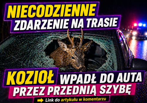 Florynka: bliskie spotkanie z dzikim zwierzęciem