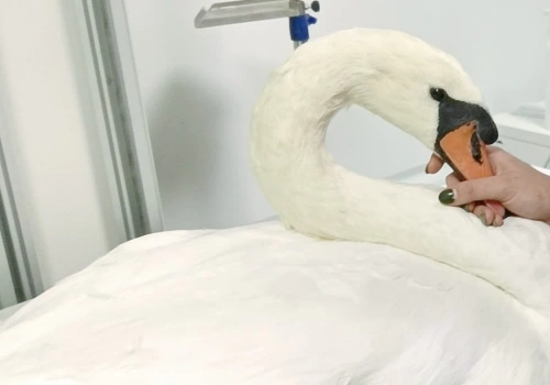 Mińsk Mazowiecki: Dyzio wrócił do domu