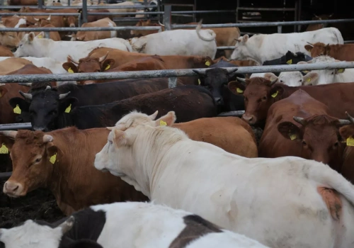 Ceny bydła w skupach znów spadły (21.04). Kiedy się zatrzymają lub odbiją?