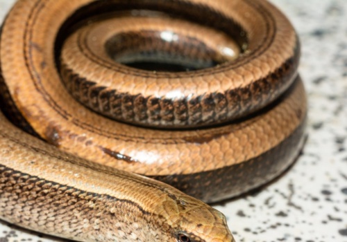 Budzą się po zimie, wyglądają jak węże. Takie miejsca lubią najbardziej