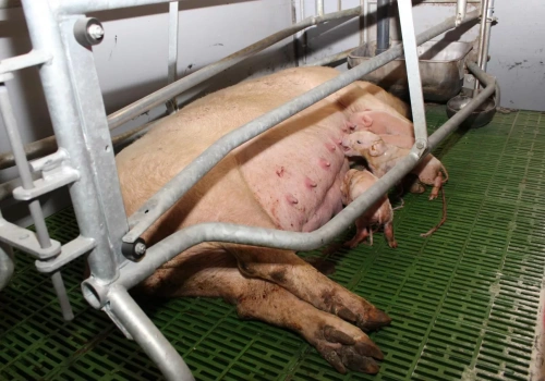 Za mało energii to więcej padłych prosiąt. Kluczowy moment u loch