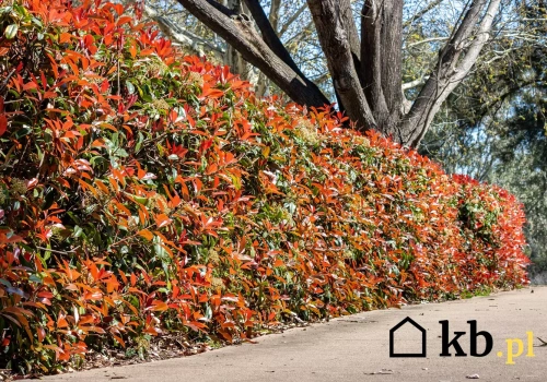 Ten krzew zmienia kolor kilka razy w roku. Coraz częściej zastępuje tuje