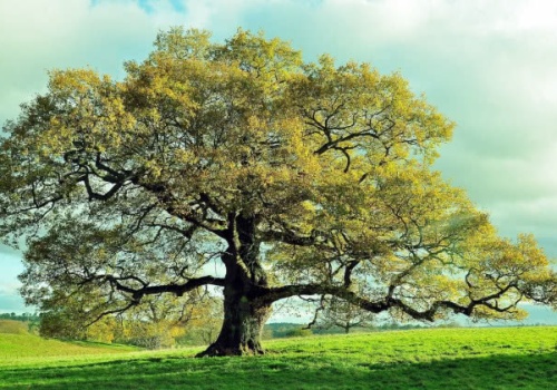 Dąb - drzewo życia. Jego kora koi, a drewno przetrwa wieki