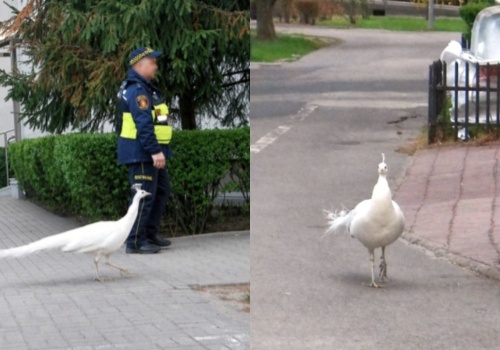 Warszawa: paw-uciekinier nie zagraża już lokalnej społeczności i został eskortowany z powrotem do Łazienek Królewskich