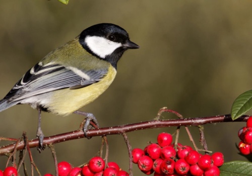 Głuchy telefon w lesie. Zwierzęta komunikują się w dziwny sposób