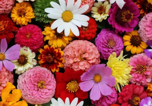 Kwiaty w kulturze i sztuce - zwierciadło emocji i przemijania