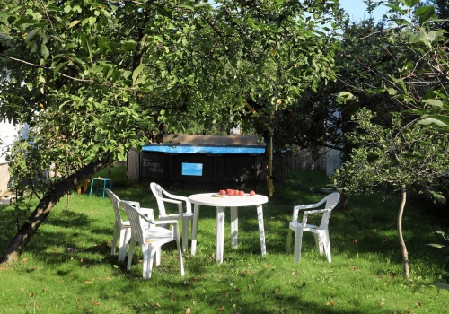 W Polsce jest zakazane. Za posadzenie tego drzewa grozi poważna kara finansowa