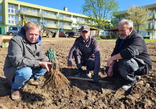 Zielona Góra. Tu powstanie miejska winnica, a z niej zielonogórskie wino