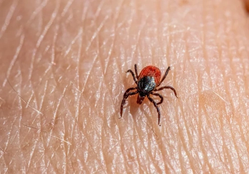 Pachnie i „odstrasza”? Niestety to za mało. Tak chronię się przed kleszczami