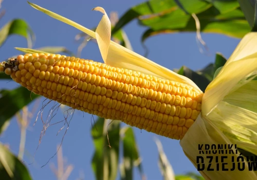 Kukurydza nie potrafi rosnąć bez człowieka - to jedna z jej największych zagadek