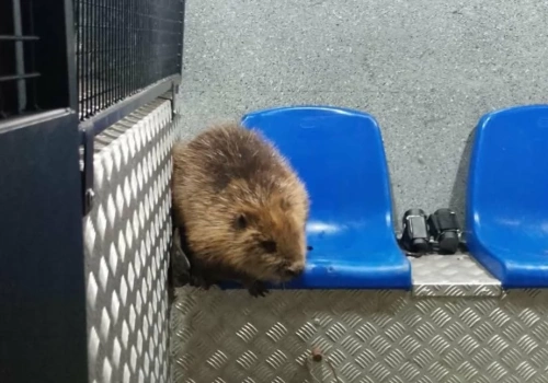 Straż miejska złapała bobra, który nocą szedł jezdnią w tunelu pod rondem