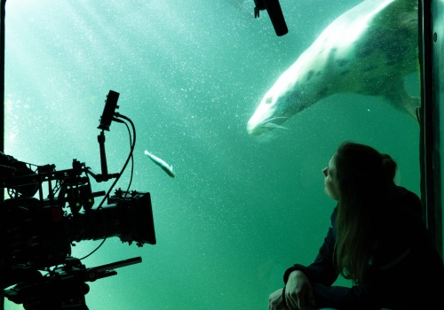 Opowieść o macierzyńskie i bałtyckich fokach. Historia, która porusza, ale niczego nie narzuca