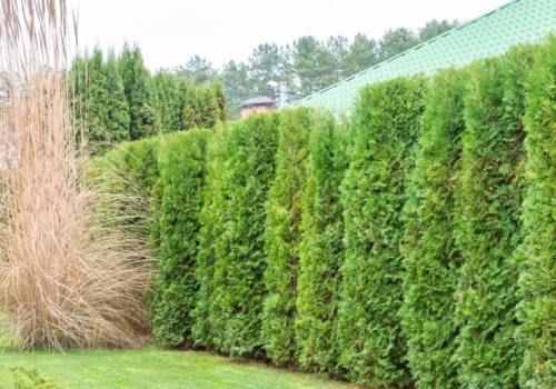 Jak wysokie mogą być tuje w 2026 roku? Przekroczysz ten limit i masz nie lada problem