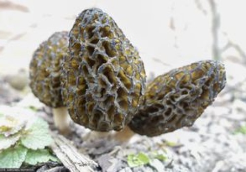 Wyjątkowo drogie grzyby. Można na nich zarobić nie tylko karę