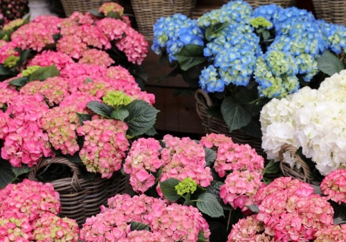 Hortensja ma mnóstwo liści i żadnych kwiatów? Tu często leży błąd