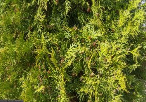 Spory o tuje. Oto jak wysokie mogą być