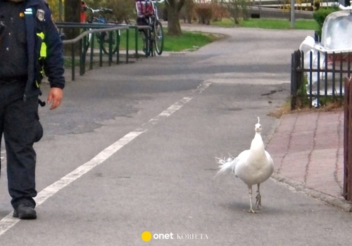 Biały paw na ulicach Warszawy. Strażnicy miejscy eskortowali nietypowego uciekiniera