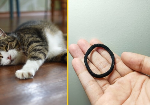 Kot trafił na stół operacyjny: Zjadł 37 gumek do włosów