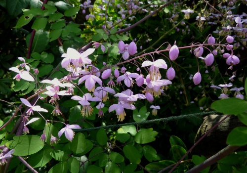 Wygląda jak mgła z kwiatów. Ta bylina robi efekt „wow” przez całe lato