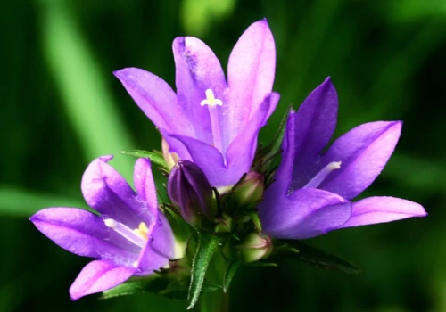 Setki fioletowych dzwonków przez całe lato. Ta bylina robi efekt bez wysiłku