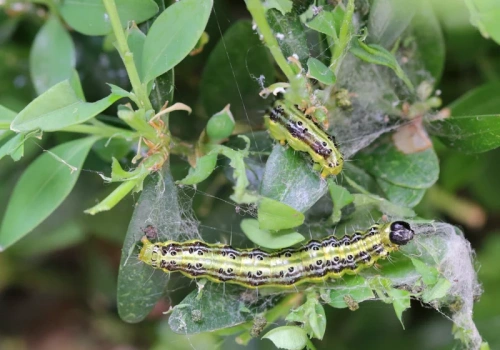 Zagotuj i spryskaj bukszpan. Działa na ćmę, ale tylko w jednym przypadku