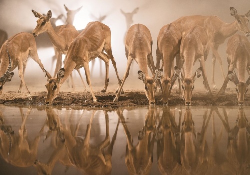 Te zwierzęta zawarły nietypowy sojusz. Chodzi nie tylko o higienę