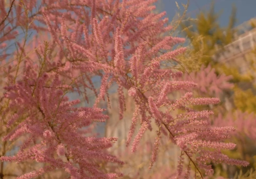 Wygląda jak różowa mgła i daje schronienie ptakom. Ten krzew kwitnie zaskakująco długo