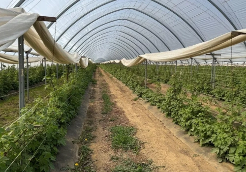 Maliny w tunelu pod presją. Przędziorki nie dają spokoju, a przymrozki wracają