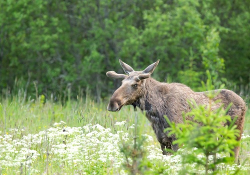 Szkody rosną, ale polowań nie będzie. Jest decyzja w sprawie łosi
